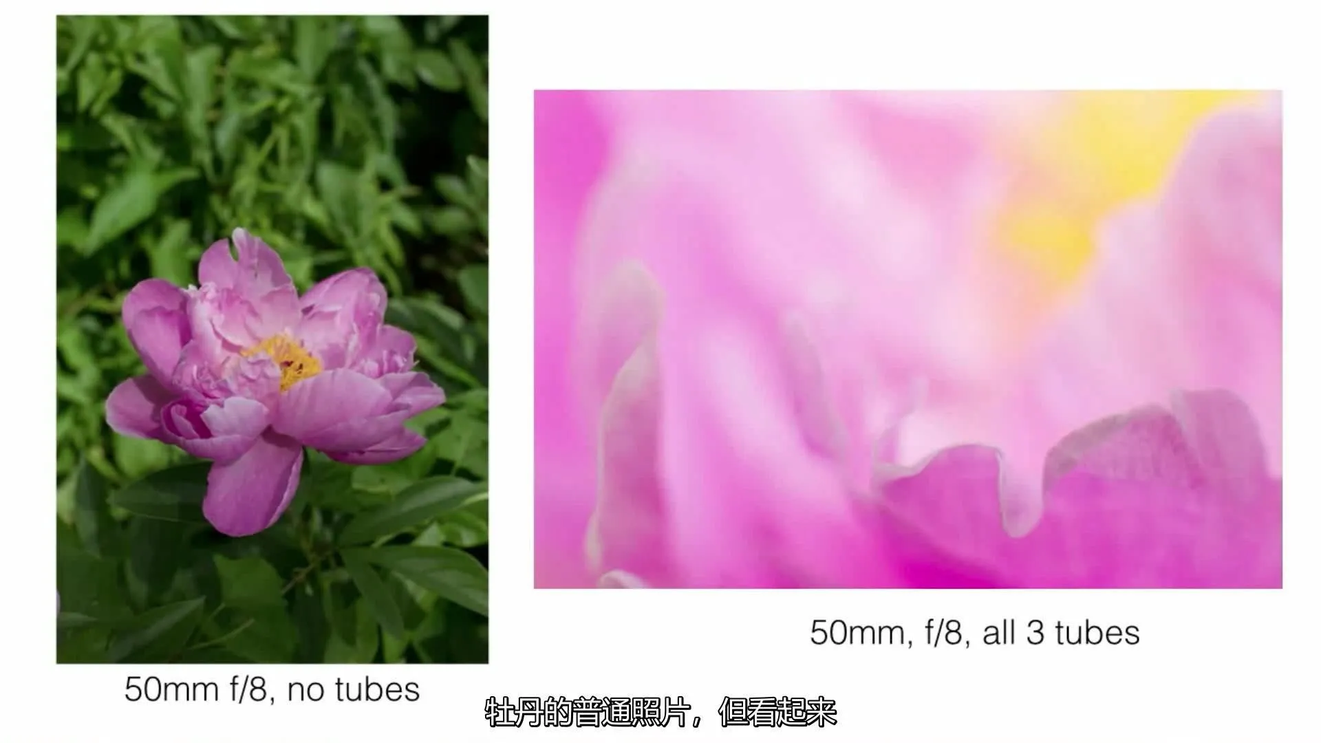 凯瑟琳·克莱蒙斯(Kathleen Clemons)The Art of Flower Photography 微距花卉摄影艺术-中文字幕 - 趣光影 www.aeown.com