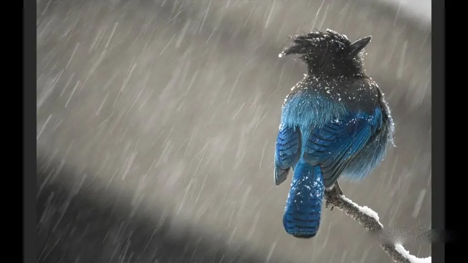 寒冷冬季雪景自然野生动物拍摄讲解视频教程 Photographing Wildlife in Winter - 趣光影 www.aeown.com