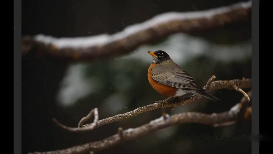 寒冷冬季雪景自然野生动物拍摄讲解视频教程 Photographing Wildlife in Winter - 趣光影 www.aeown.com