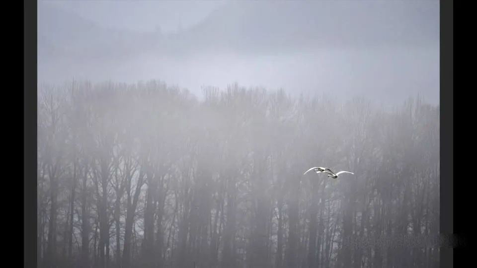 寒冷冬季雪景自然野生动物拍摄讲解视频教程 Photographing Wildlife in Winter - 趣光影 www.aeown.com