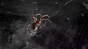 C4D蜘蛛网制作插件 Aescripts SpiderWeb 1.2 For Cinema 4D Win/Mac